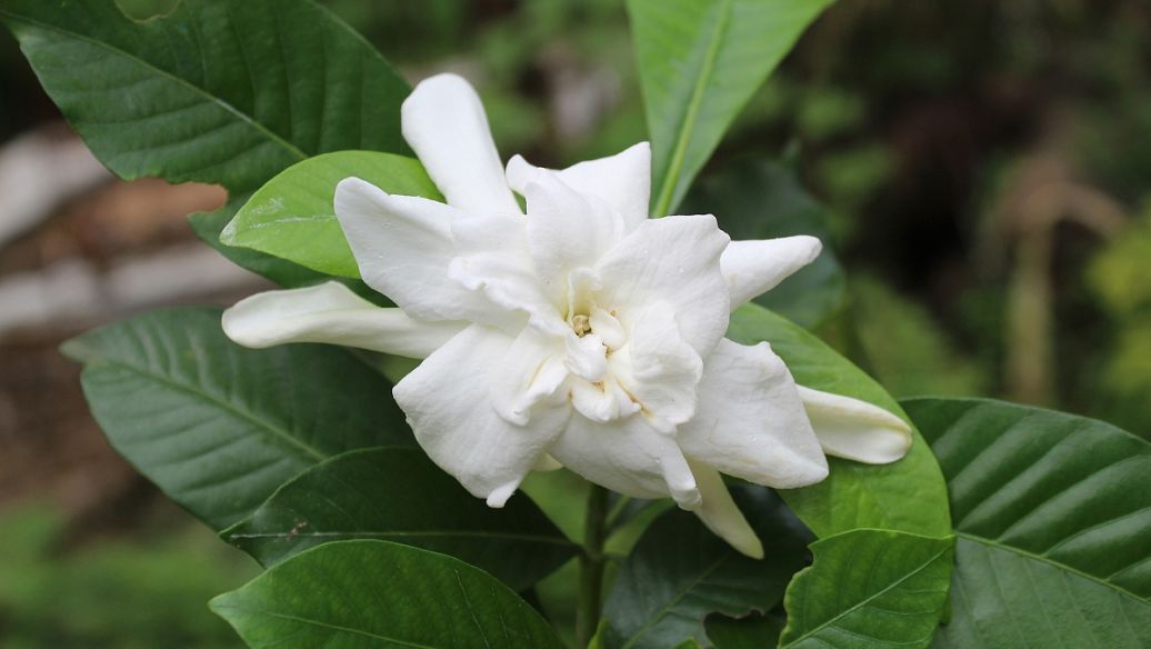 中药栀子的功效与作用