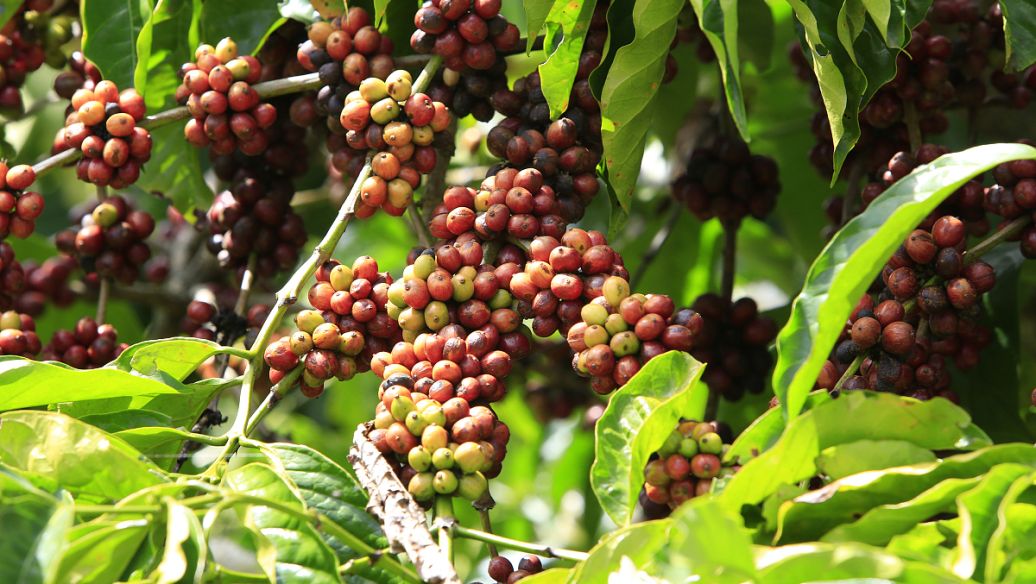 女贞子功效与作用