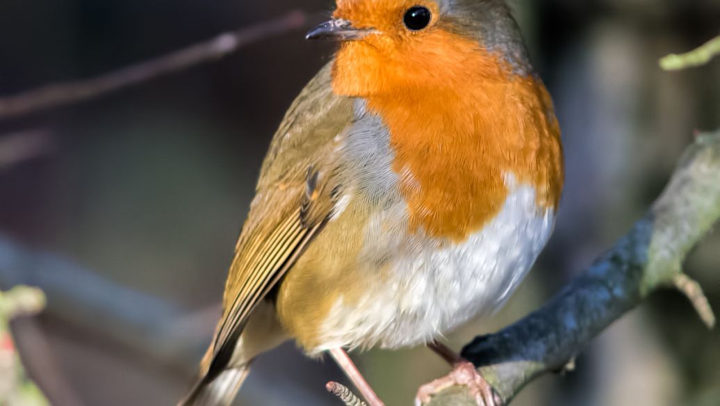 小鸟壁纸吧 百度贴吧