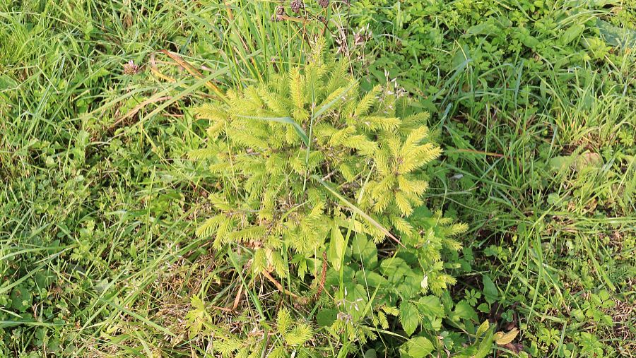 葶苈子的功效与作用