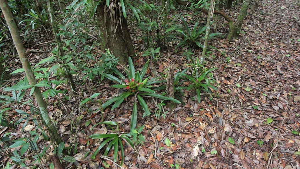 中药狗脊的功效与作用