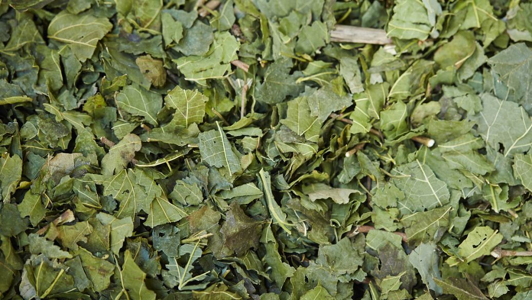 徐长卿的功效与作用