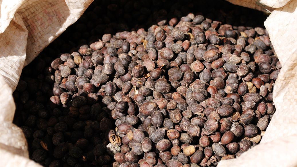 毛麝香的功效与作用