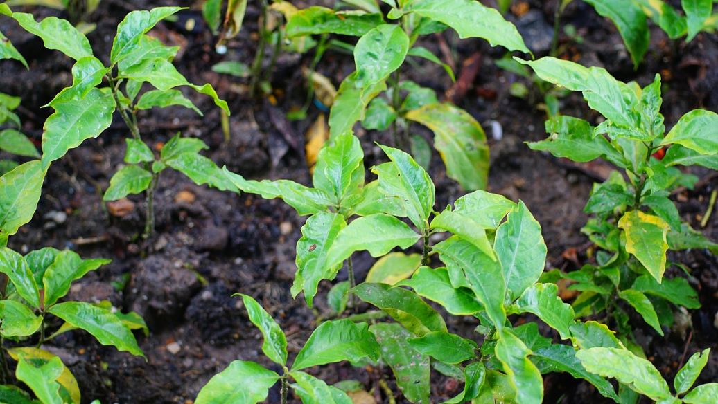 淫羊藿有什么功效