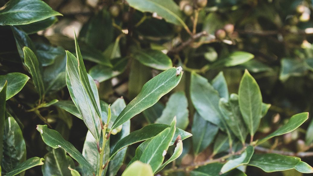 炒菟丝子的功效与作用