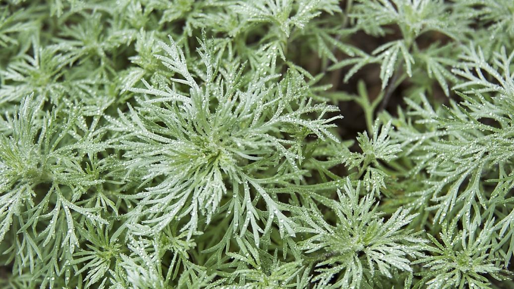 中药茵陈的功效与作用