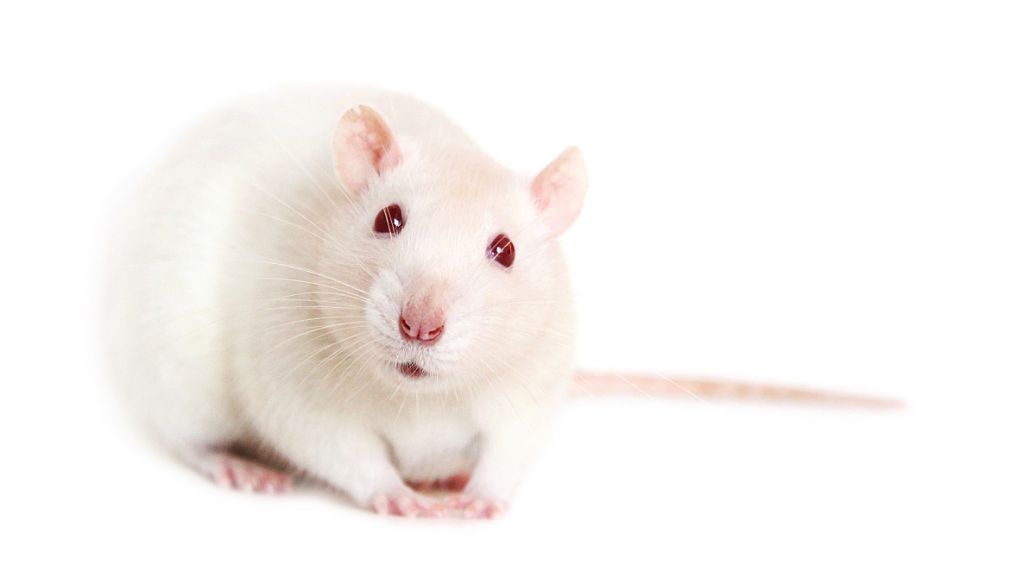 SLU-PP-332 online | Shaanxi BLOOM Tech Co., Ltd