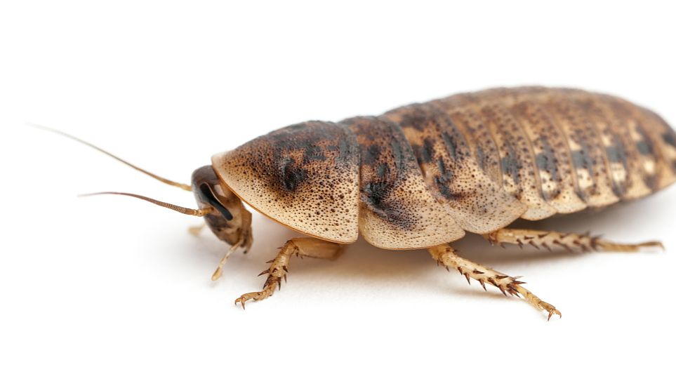 Fluralaner noteworthy | Shaanxi BLOOM Tech Co., Ltd