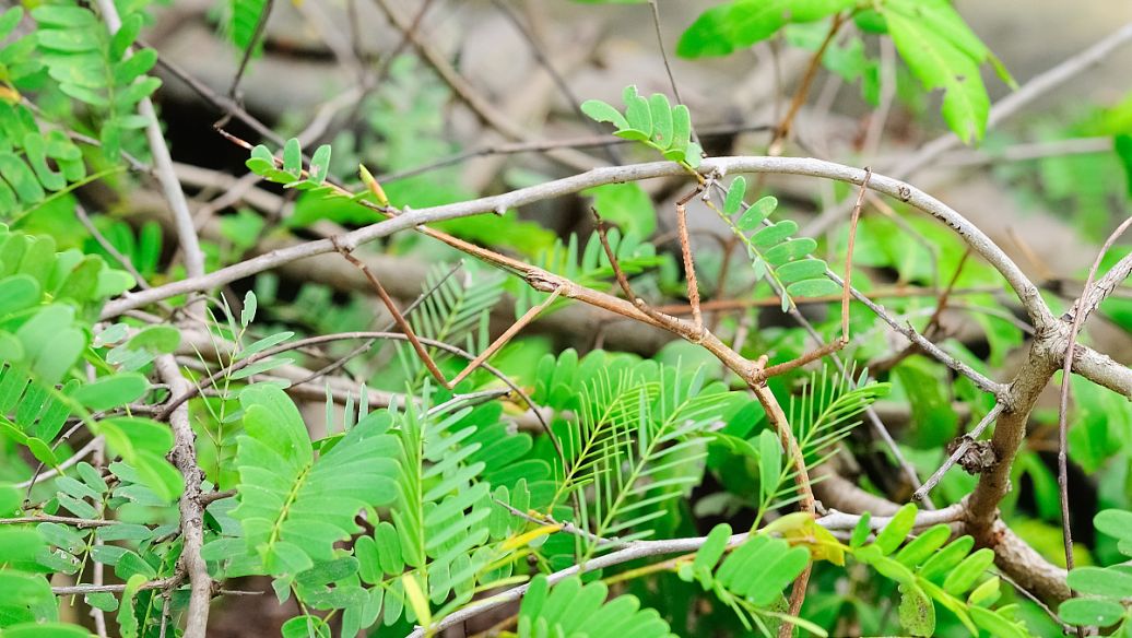 鱼胆的功效与作用