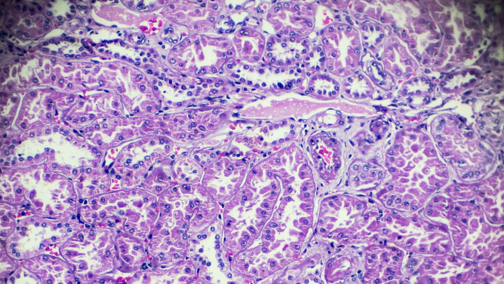 NAD+ celluar healthy | Shaanxi BLOOM Tech Co., Ltd