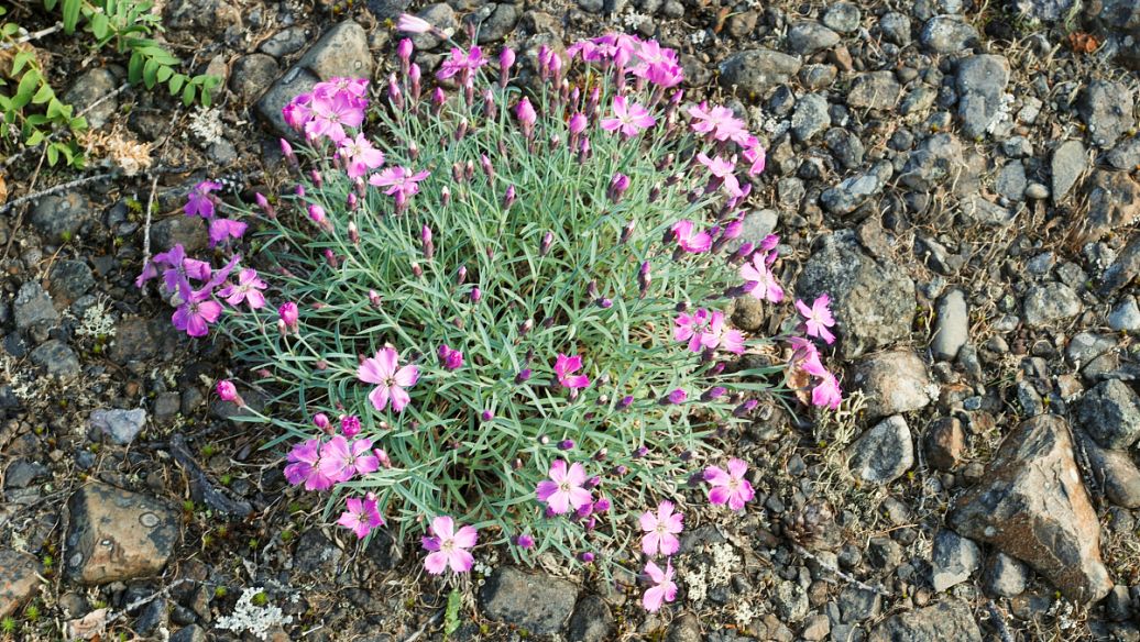 紫云英吧-百度贴吧