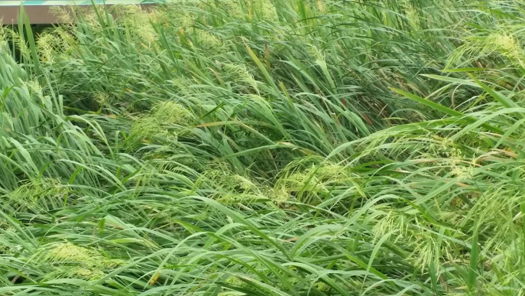 中药木贼的功效与作用