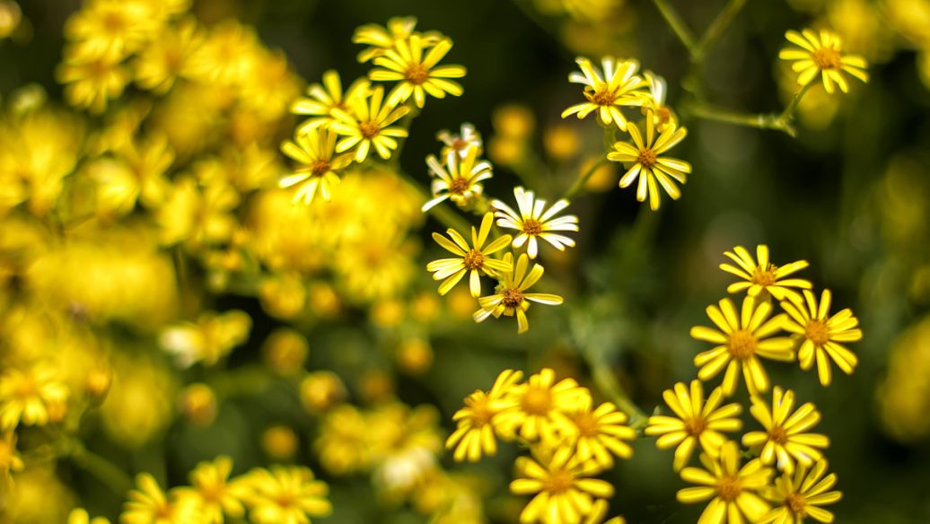 野菊花的作用与功效