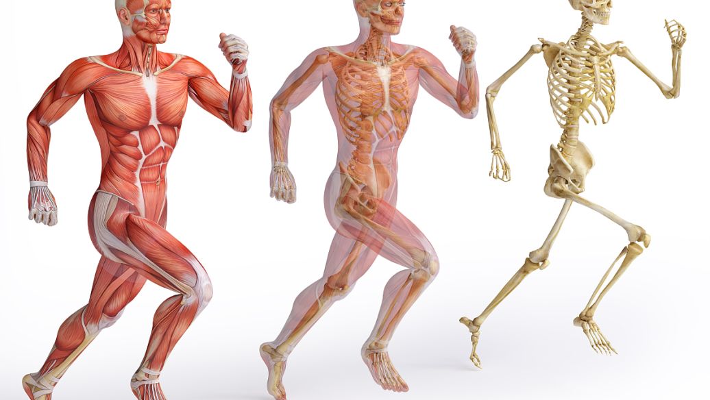 SLU-PP-332 Metabolic Flexibility Assessment | Shaanxi BLOOM Tech Co., Ltd SLU-PP-332 Metabolic Flexibility Assessment | Shaanxi BLOOM Tech Co., Ltd