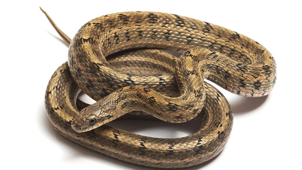 海金沙藤的功效与作用