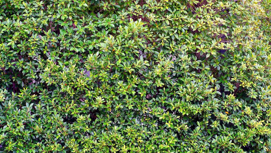 松筋藤的功效与作用