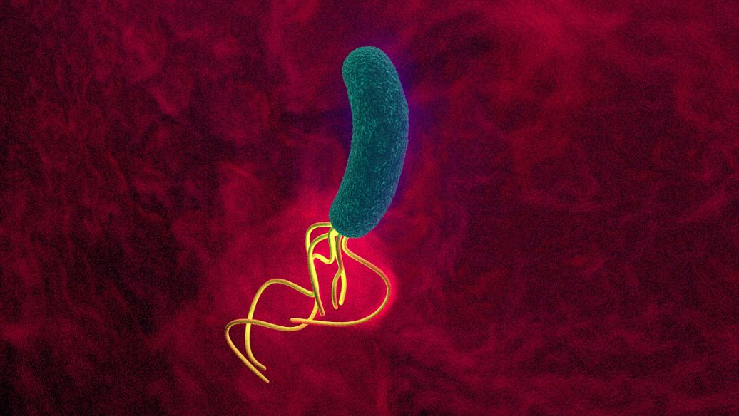 amoxicillin clavulanate potassium Special bacterial strains | Shaanxi BLOOM Tech Co., Ltd amoxicillin clavulanate potassium Special bacterial strains | Shaanxi BLOOM Tech Co., Ltd