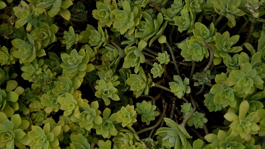 苹果茶的功效与作用